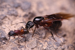 Camponotus ligniperda