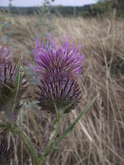 Cirsium boujartii
