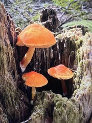 Pluteus aurantiorugosus