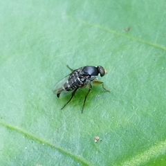 Phoridae