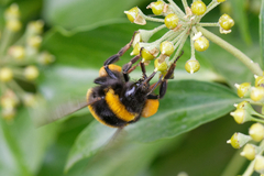 Bombus