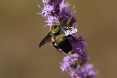 Bombus fraternus