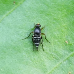 Phoridae
