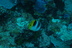 Chaetodon ulietensis