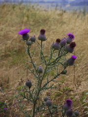 Cirsium boujartii
