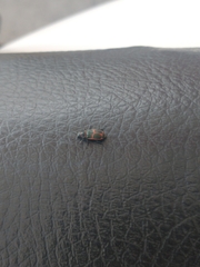 Astylus cyanerythrus