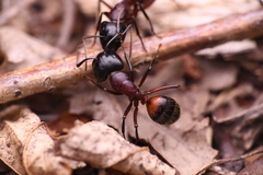 Camponotus ligniperda
