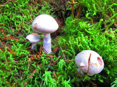 Cortinarius traganus