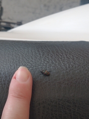 Astylus cyanerythrus