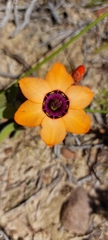 Sparaxis elegans