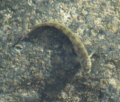 Blenniidae