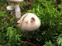 Cortinarius traganus