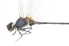 Orthetrum guineense