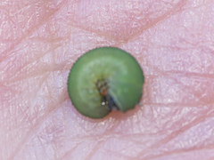 Tenthredinoidea