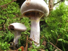 Cortinarius traganus