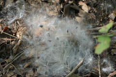 Gonolobus suberosus