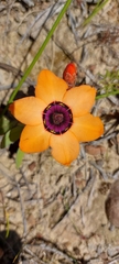 Sparaxis elegans