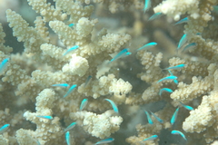 Chromis viridis