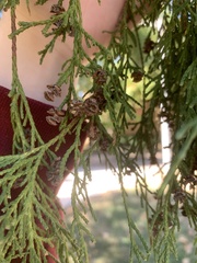 Chamaecyparis pisifera