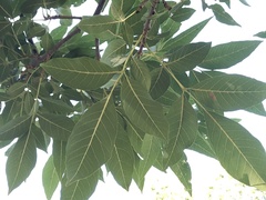 Carya texana