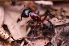 Camponotus ligniperda