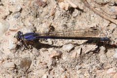 Argia funebris