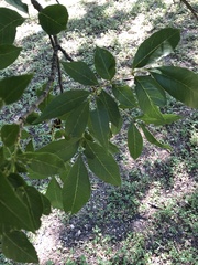 Carya texana