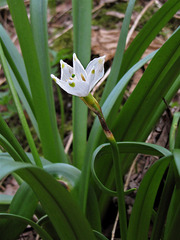 Leucojum vernum