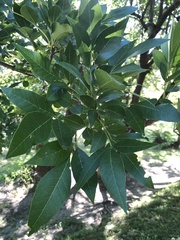 Carya texana
