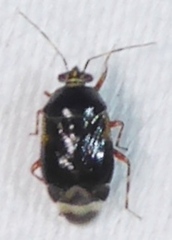 Deraeocoris