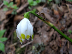 Leucojum vernum