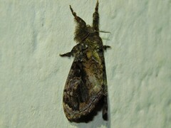 Lymantriinae