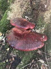 Fistulina hepatica