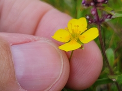 Potentilla erecta