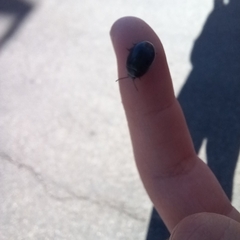 Chrysolina haemoptera