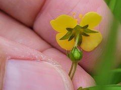 Potentilla erecta