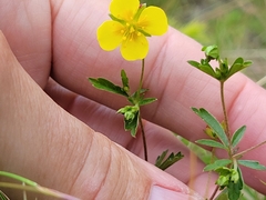 Potentilla erecta
