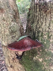 Fistulina hepatica