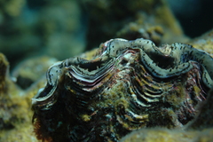 Tridacna