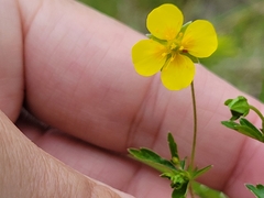 Potentilla erecta