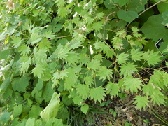 Acer japonicum