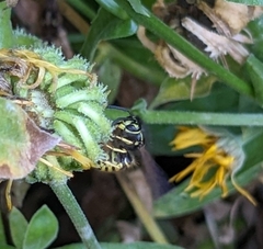 Vespula alascensis