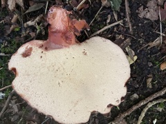 Fistulina hepatica