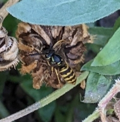 Vespula alascensis