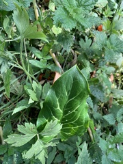 Arum italicum