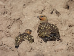 Pterocles alchata