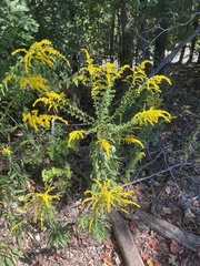 Solidago