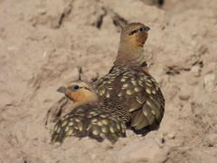 Pterocles alchata