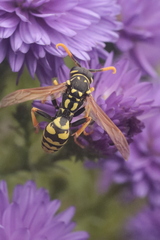 Polistes dominula