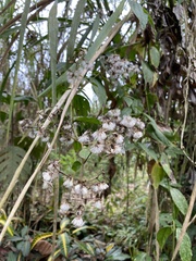 Vernonanthura patens